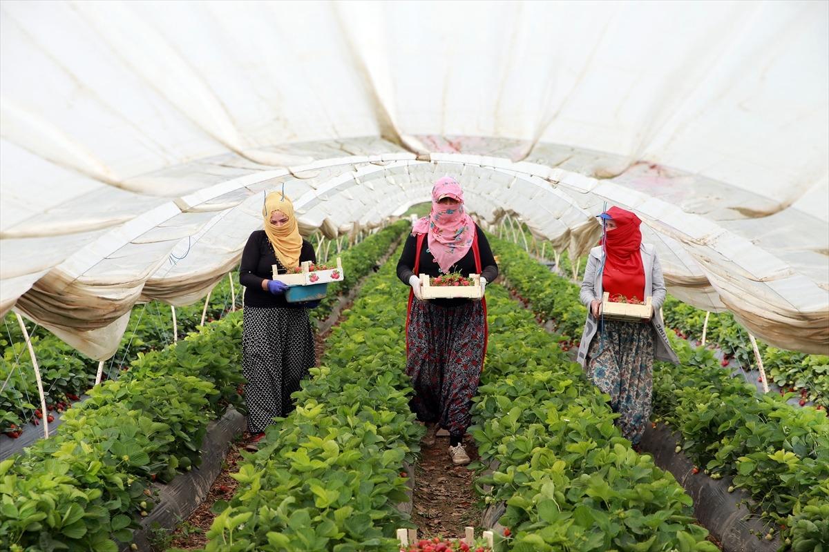 Aydın'daki &ccedil;ilek seralarında kadın iş&ccedil;ilerin "emek m&uuml;cadelesi" devam ediyor
