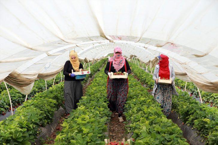 Aydın'daki çilek seralarında kadın işçilerin "emek mücadelesi" devam ediyor G1