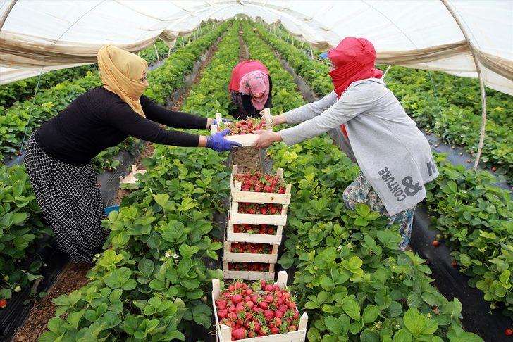 Aydın'daki çilek seralarında kadın işçilerin "emek mücadelesi" devam ediyor G2
