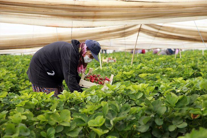 Aydın'daki çilek seralarında kadın işçilerin "emek mücadelesi" devam ediyor G4