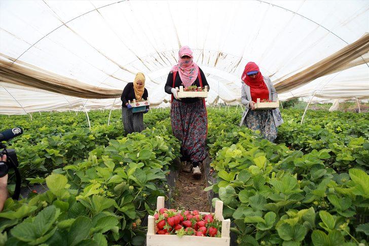 Aydın'daki çilek seralarında kadın işçilerin "emek mücadelesi" devam ediyor G5