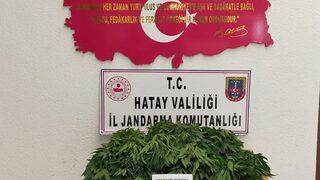 Hatay'da ormanlık alanda Hint keneviri yetiştiren şüpheli yakalandı
