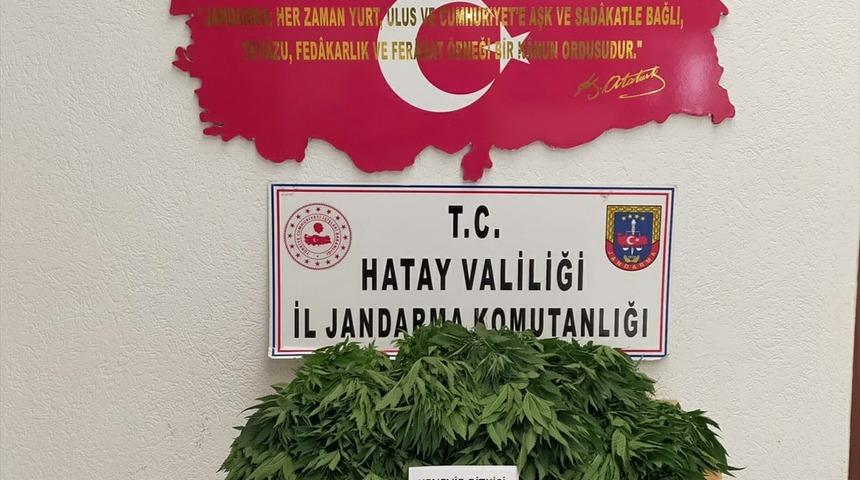 Hatay'da ormanlık alanda Hint keneviri yetiştiren şüpheli yakalandı