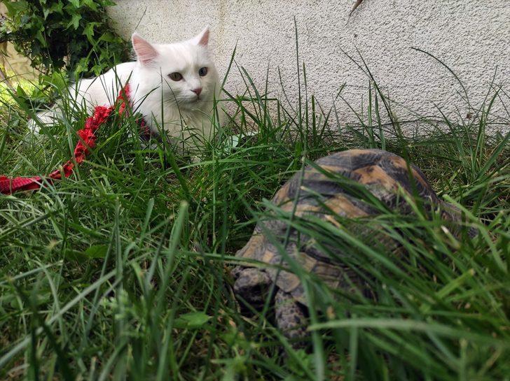 Kaplumbağa gören Van kedisinin şaşkınlığı G1