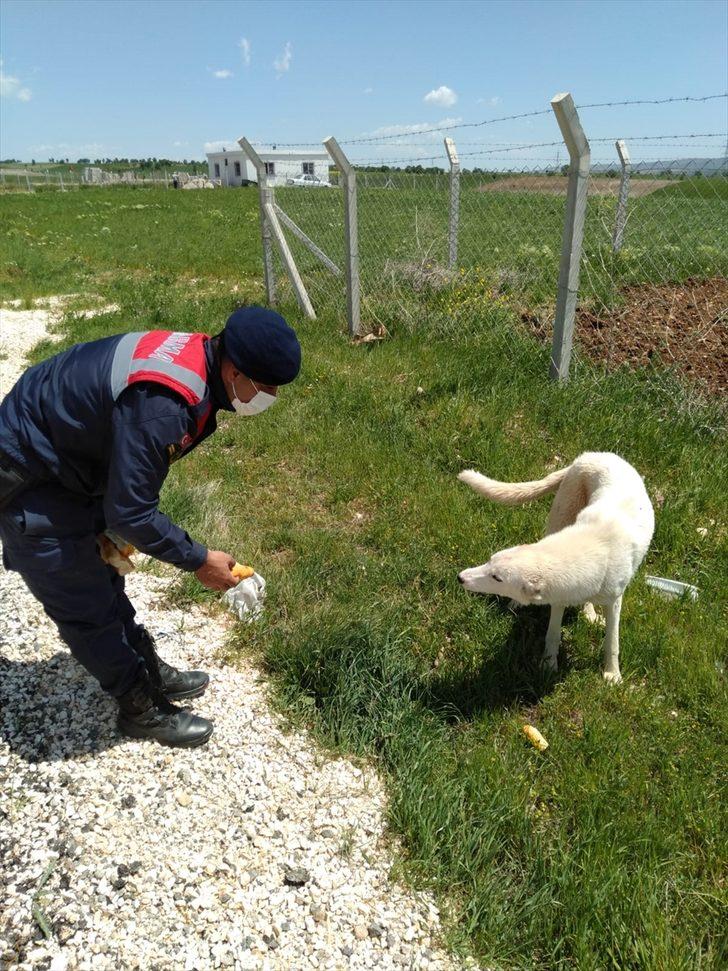 Kahramanmaraş'ta jandarma ekipleri sokağa çıkma kısıtlamasında sokak hayvanlarını besledi G1
