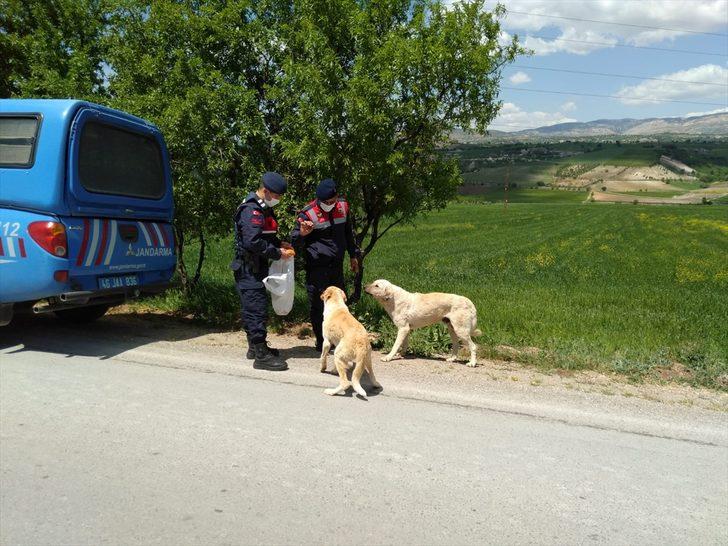Kahramanmaraş'ta jandarma ekipleri sokağa çıkma kısıtlamasında sokak hayvanlarını besledi G2