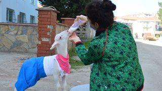 Altını bezlediği kuzuyla alışverişe de sahile de birlikte gidiyor!