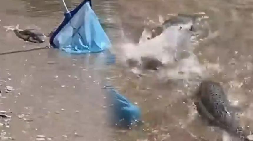 Alanya'da dev balon balıkları sahile vurdu