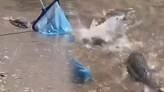 Alanya'da dev balon balıkları sahile vurdu