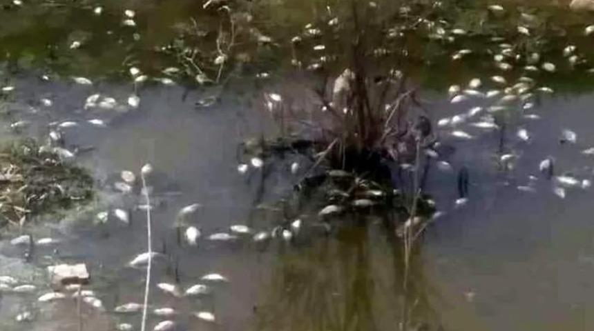 Bursa'da korkutan manzara: Binlercesi ölü bulundu! "Önlem alınmazsa insan ölümlerine de neden olacak"