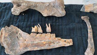 ABD’de bir evin havuz inşaatında Buz Devri’nden kalma bir at fosili bulundu