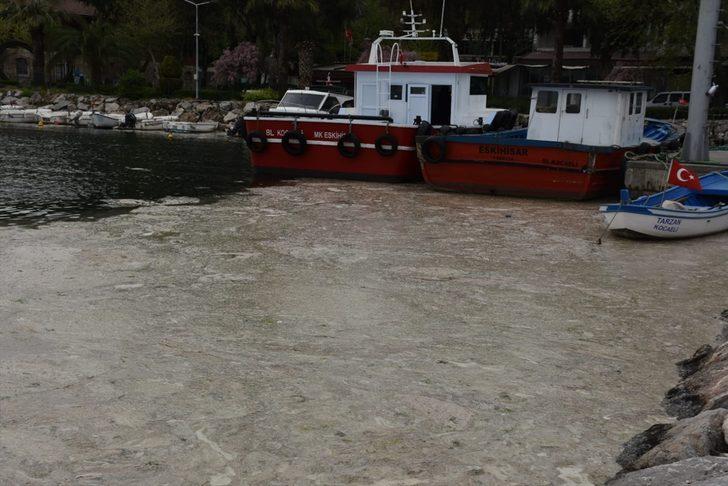 İzmit Körfezi'nde görülen deniz salyası etkisini sürdürüyor G5