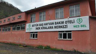 Büyükbaş hayvanlarını kışın otele bırakıyor, yazın alıyorlar