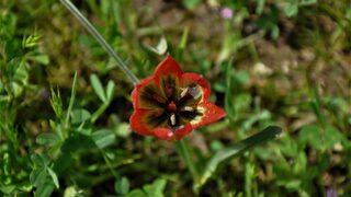 Koruma altındaki Manisa lalesini koparan yandı! Cezası 80 bin 460 lira