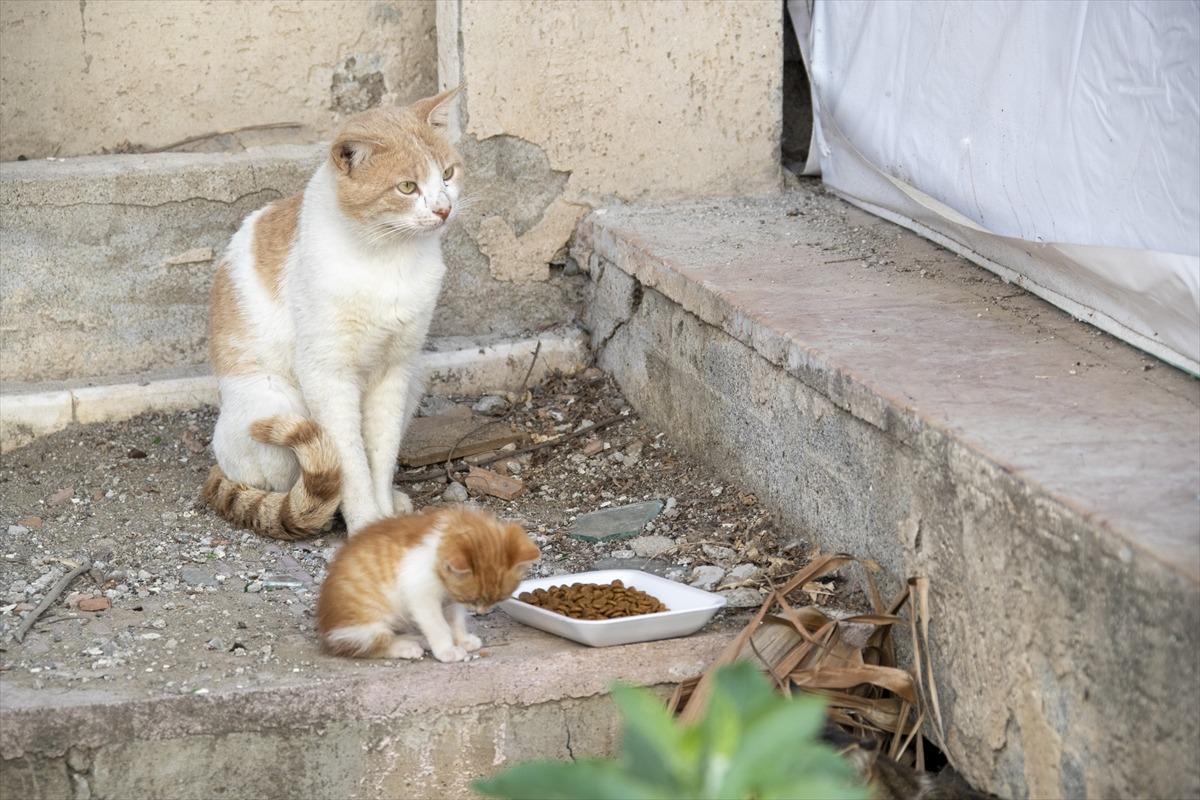 Mersin'de tam kapanmada sokak hayvanlarına 7 ton mama dağıtılacak
