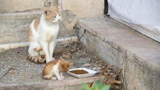 Mersin'de tam kapanmada sokak hayvanlarına 7 ton mama dağıtılacak
