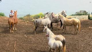 İBB'den 'kayıp at' iddialarına cevap geldi