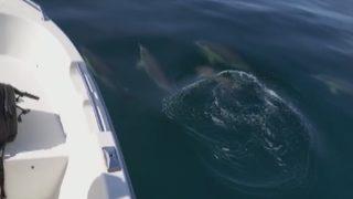 Zonguldak'ta tekneye eşlik eden yunuslar mest etti