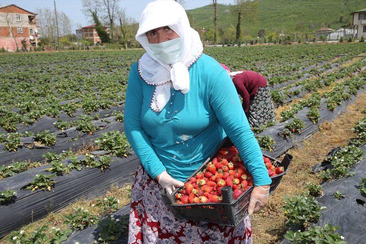 Fındık diyarı Ordu'da çilek hasadına başlandı G1
