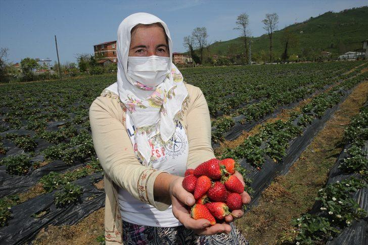 Fındık diyarı Ordu'da çilek hasadına başlandı G2