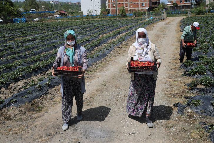 Fındık diyarı Ordu'da çilek hasadına başlandı G3