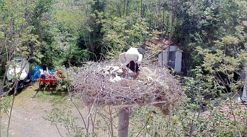 Bursa'da 10 yıldır aynı mahalleye gelen leylek Yaren'in 3 yavrusu dünyaya gözlerini açtı