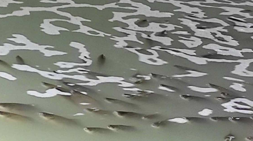 Tekirdağ&rsquo;da deredeki balık &ouml;l&uuml;mleri tedirgin ediyor