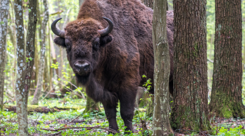 Büyük Kanyon'daki 400 bizonu öldürecek gönüllüler aranıyor!