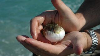 İstilacı balon balığı avcılığına destek! Resmi Gazete'de yayınlandı, işte destek miktarı