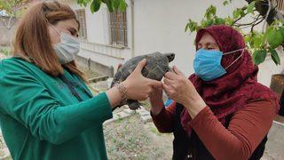 Kibrit kutusunda getirdi, terlik içerisinde büyüttü! Kaplumbağaya gözü gibi bakıyor