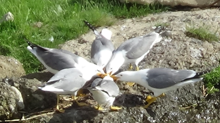 Martıların göç mesaisi! İnci kefali yakalayabilmek için kıran kırana mücadele ediyorlar