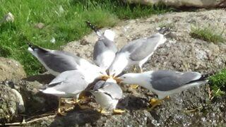Martıların göç mesaisi! İnci kefali yakalayabilmek için kıran kırana mücadele ediyorlar