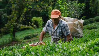 ÇAYKUR neden zarar ediyor?