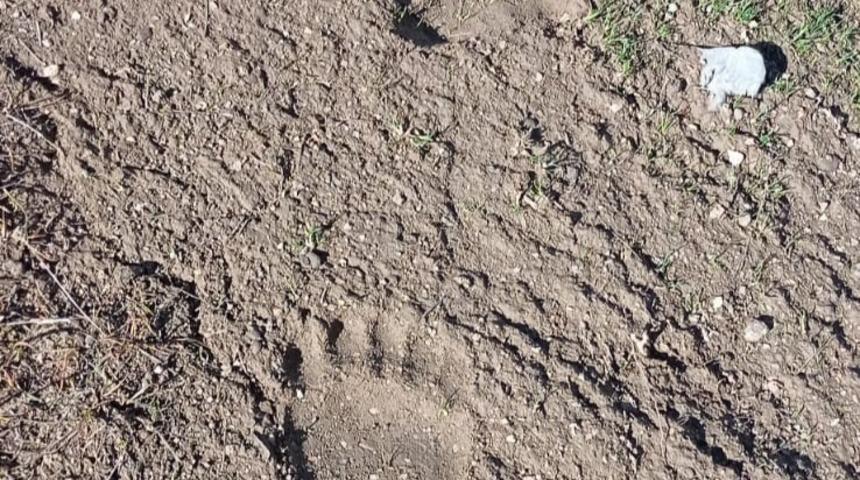 Kahramanmaraş'ta 'ayı' heyecanı: Bugüne kadar tespit edilmiş en büyük iz