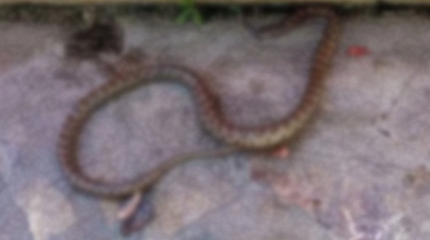 Şanlıurfa'da akılalmaz olay! Tüfekle yılanı vurmak isteyen kişi 4 çocuğu yaraladı