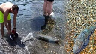 Kıyıya kadar ulaştı! Akdeniz'de tedirgin eden görüntü: Varlığına alışmalıyız