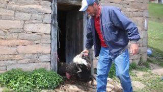 Ahıra giren boz ayı, 4 koyunu telef etti