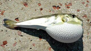 Bakanlıktan Balon balığı av teşviği | Balon balığının kuyruğu ne işe yarıyor? Balon balığının kuyruğu ne kadar? Balon balığı nerelerde var?