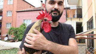 Ünü dünyaya yayılan ‘Bayılan horoz’ İngiltere’den davet aldı