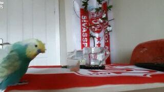 Muhabbet kuşu Bulutun Sivasspor tezahüratları ilgi çekiyor