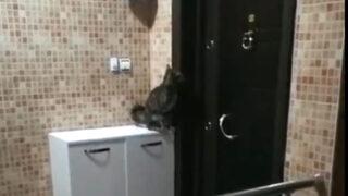 Tokmakla kapı çalan kedi, sosyal medyayı salladı