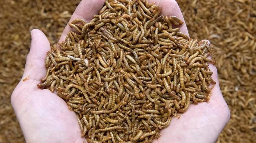 AB'de sarı un kurdu sofralara geliyor!