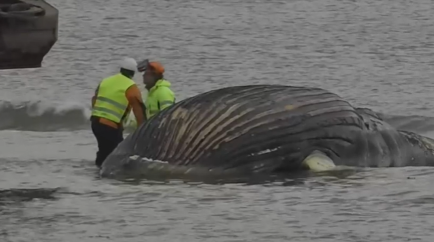 8 metrelik balina kıyıya vurdu: Her an patlayabilir
