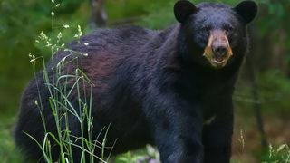 Akılalmaz olay! Köpeklerini gezdiren kadını ayı yedi
