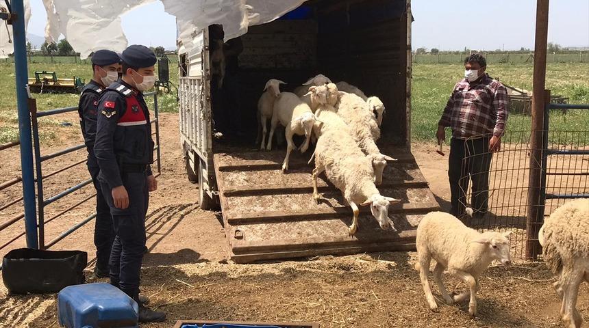 İzmir'de küçükbaş hayvan çaldığı öne sürülen 3 kişi tutuklandı