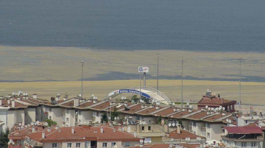 Korkutan görüntü! Mudanya Sahilleri de deniz salyası ile kaplandı