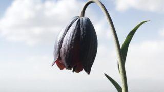 43 çeşidi var! Ters laleler hastalıklara şifa olabilir