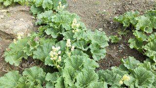 Doğada kendiliğinden yetişen ışkın otu, kanser savaşçısı olarak anılıyor! Faydaları saymakla bitmiyor