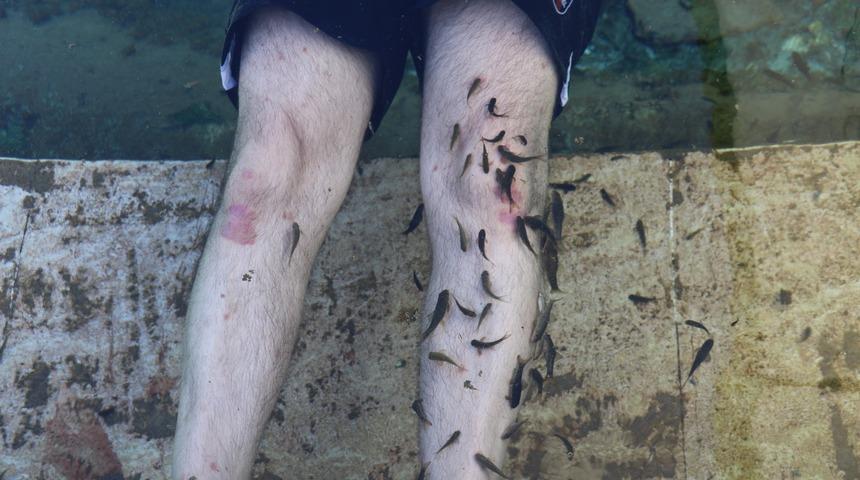 Sivas’ın Kangal ilçesinde bulunan doktor balıklar şifa saçıyor