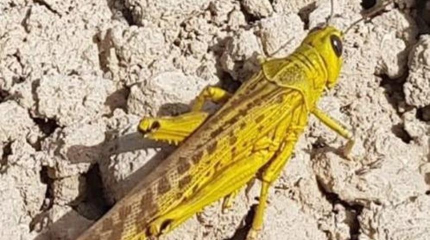 İstila başladı: Güney Anadolu'da endişelendiren olay!